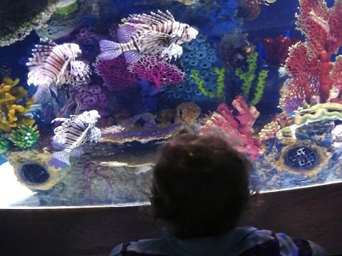 aquarium