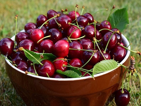 cerises cueillette