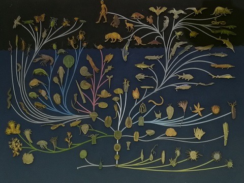 musée Histoire Naturelle