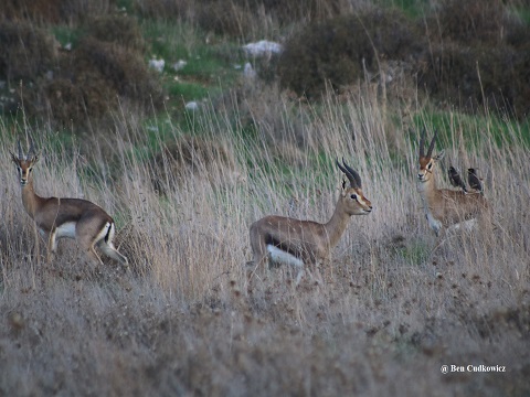 safari nocturne