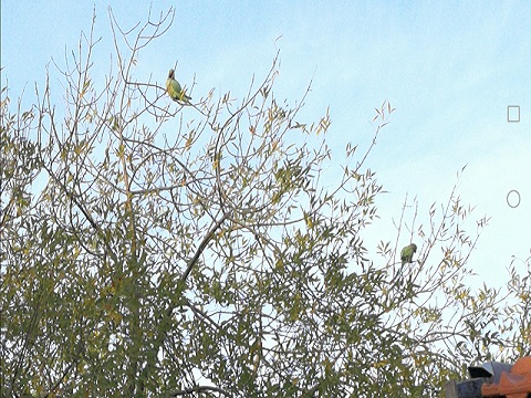 oiseaux