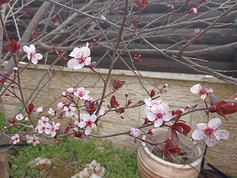 birkat ilanot