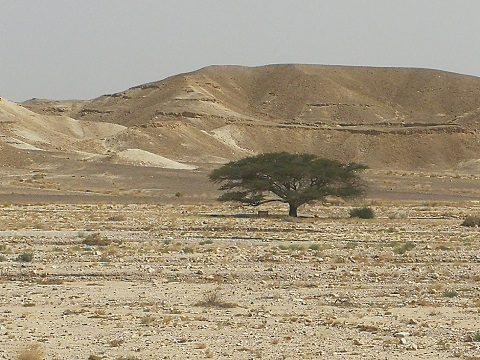 arbre symbole israel