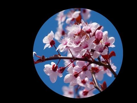 cherry blossom
