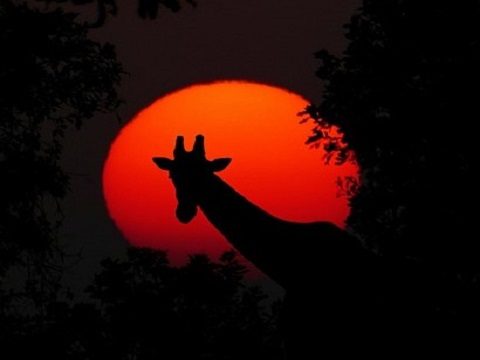 nuit zoo