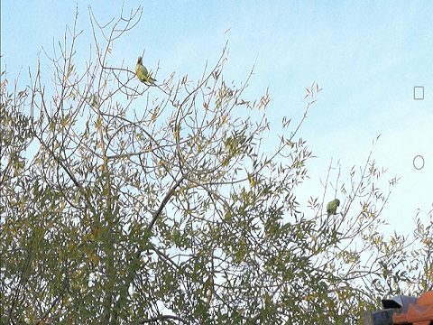 oiseaux